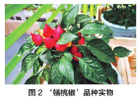 盆栽观赏椒的品种有哪些 图片