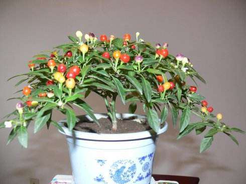 盆栽观赏椒的关键栽培技术