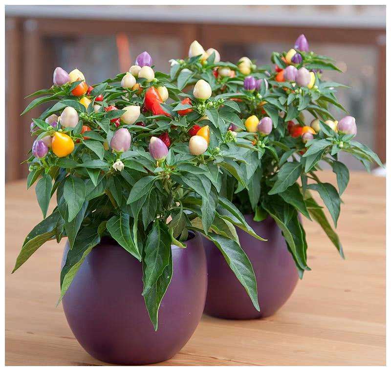 盆栽观赏椒怎么移栽管理的2个方法