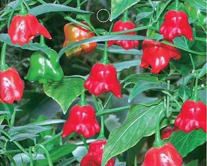盆栽观赏椒怎么病虫害防治的3个方法