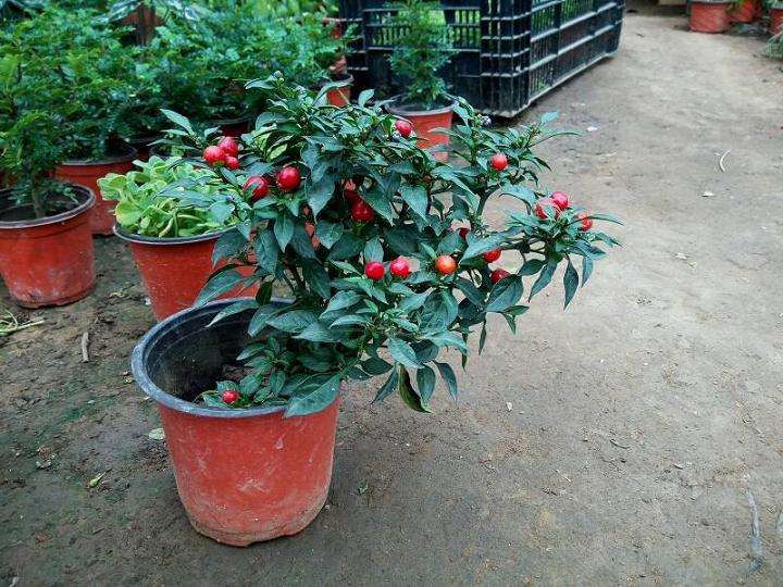 盆栽观赏椒怎么病虫害防治的3个方法