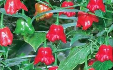 盆栽观赏椒怎么病虫害防治的3个方法