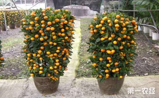 盆栽金桔怎么盆土配制的3个方法