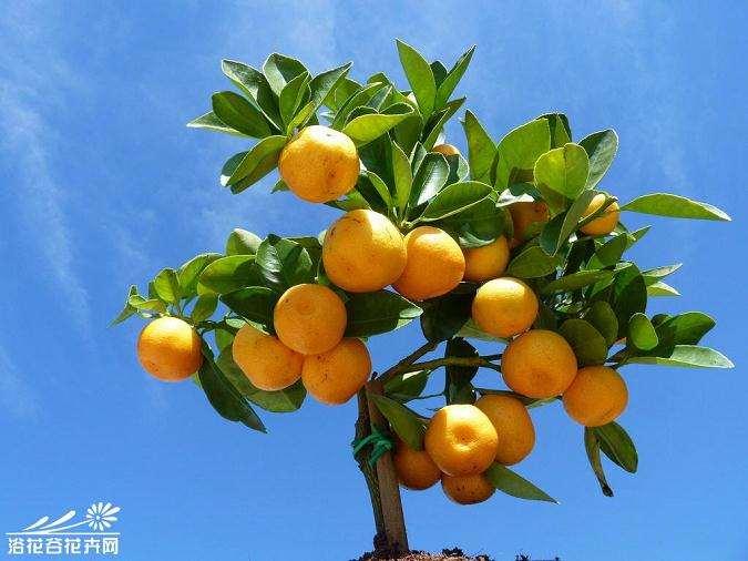 盆栽金桔怎么盆土配制的3个方法