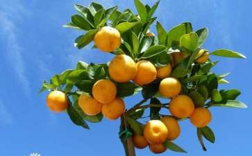 盆栽金桔怎么盆土配制的3个方法