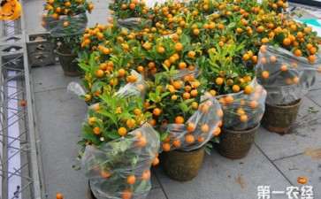 盆栽金桔怎么管理的3个方法