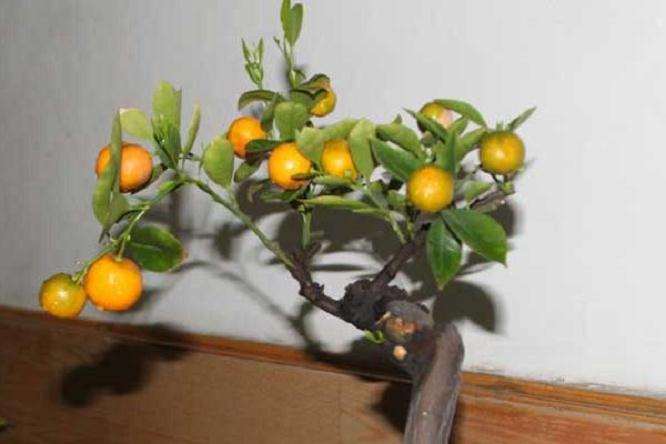 金桔盆栽怎么施肥的方法