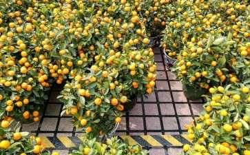 金桔盆栽怎么浇水的方法 图片