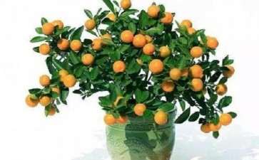 金桔盆栽怎么整形修剪的3个方法