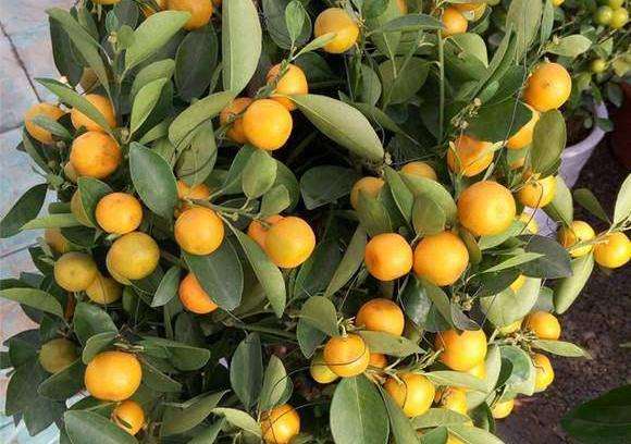 盆栽金桔病虫害怎么防治的2个方法