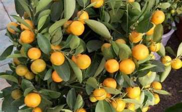 盆栽金桔病虫害怎么防治的2个方法