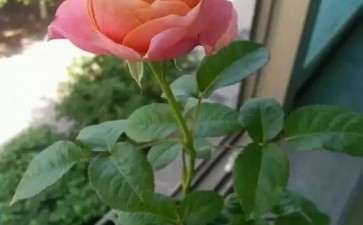 土插和沙插对盆栽月季品种扦插繁殖的研究