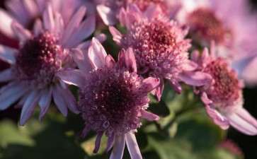 优选盆栽小菊高效再生及转化体系的建立