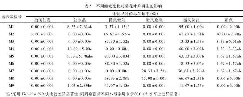 11个盆栽小菊农艺性状观察