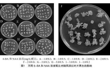 11个盆栽小菊农艺性状观察