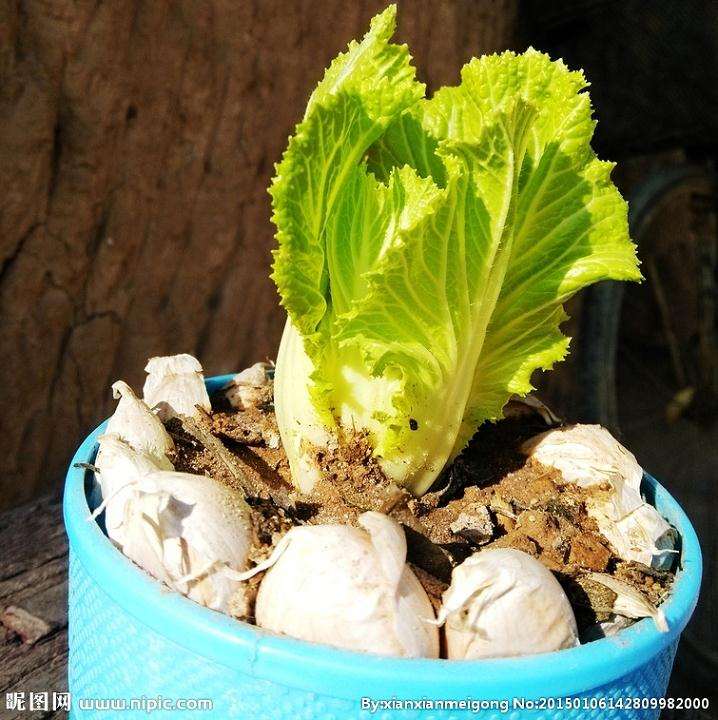 盆栽和池栽对普通白菜镉累积差异性研究