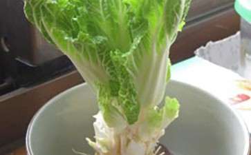 盆栽和池栽对普通白菜镉累积差异性研究