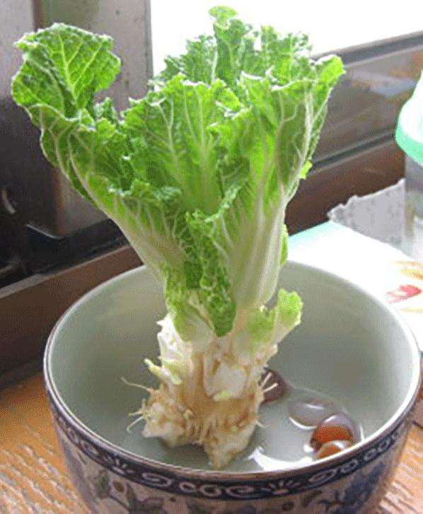 盆栽和池栽对普通白菜镉累积差异性研究