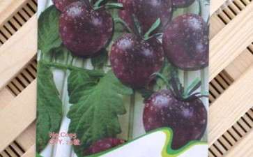 盆栽黑珍珠番茄施用控释肥效果研究