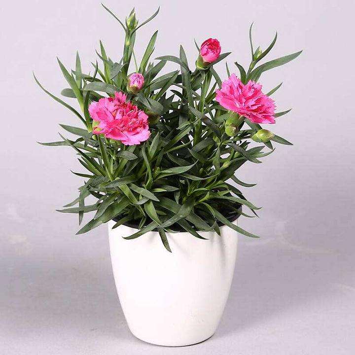 盆栽花卉在办公区怎么摆放位置