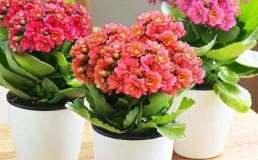 盆栽花卉在办公区怎么摆放位置