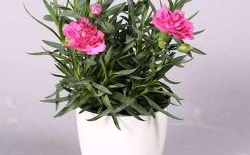 办公区盆栽花卉怎么摆放的2个要求