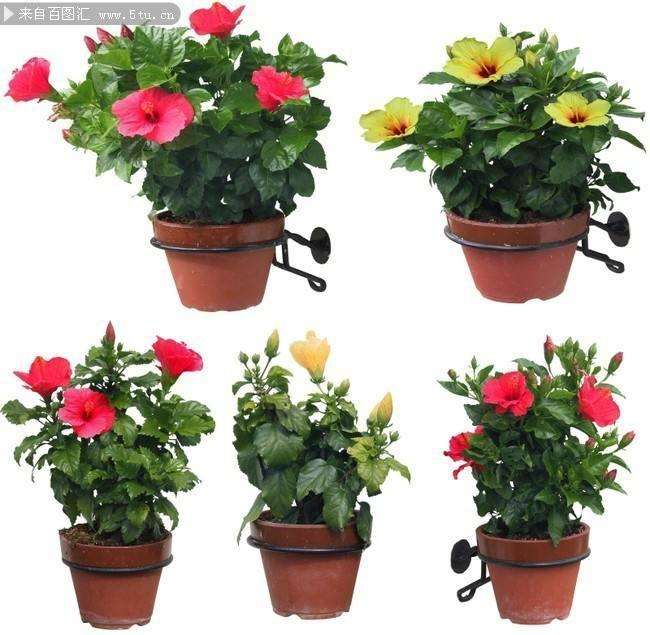 室内盆栽花卉怎么养护管理的4个方法