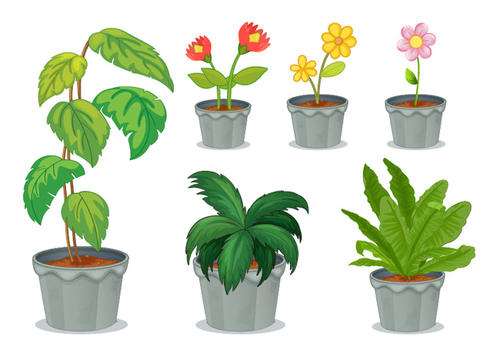 室内盆栽花卉怎么病虫害防治的3个方法