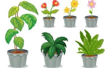 室内盆栽花卉怎么病虫害防治的3个方法