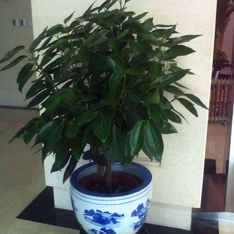 盆栽花卉怎么管理的5个技术