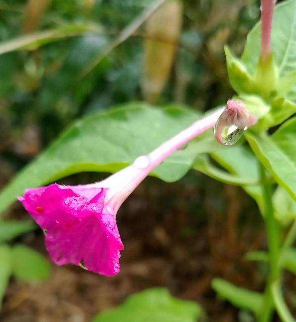 春季怎么养护盆栽花卉的2个方法