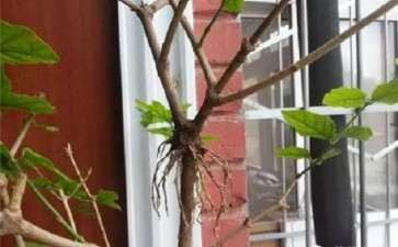 春季怎么养护盆栽花卉的2个方法