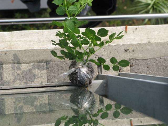 盆栽花卉怎么夏季养护的2个方法