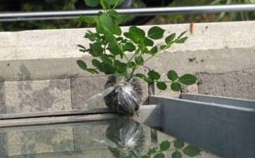 盆栽花卉怎么夏季养护的2个方法