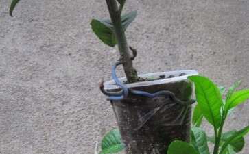 盆栽花卉怎么秋季养护的3个方法