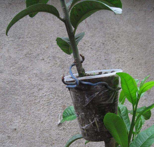 盆栽花卉怎么秋季养护的3个方法