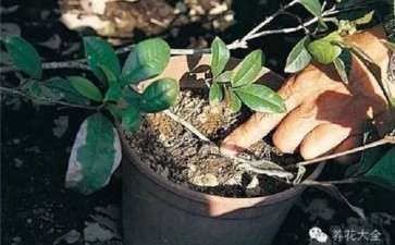 盆栽花卉怎么冬季养护的3个方法