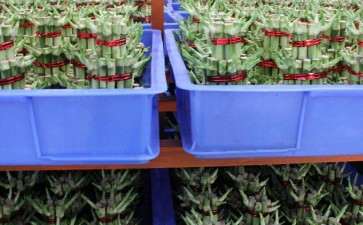 盆栽花卉土传病害的2个概述