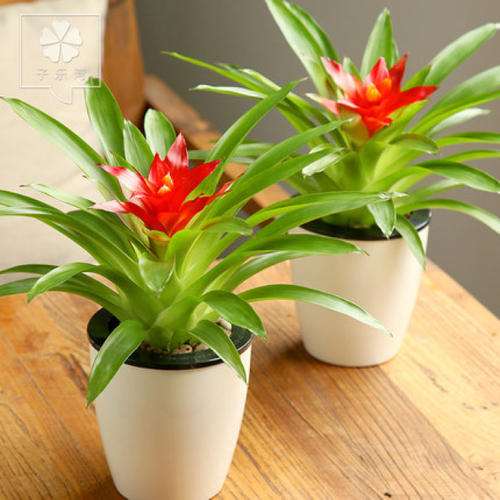 造成盆栽花卉土传病害发生严重的7个因素