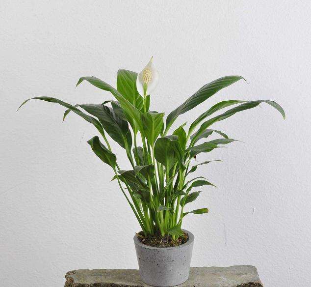 造成盆栽花卉土传病害发生严重的7个因素