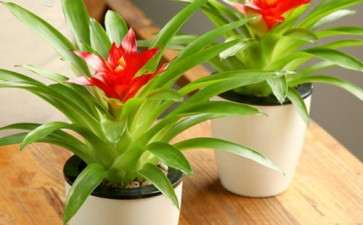 造成盆栽花卉土传病害发生严重的7个因素