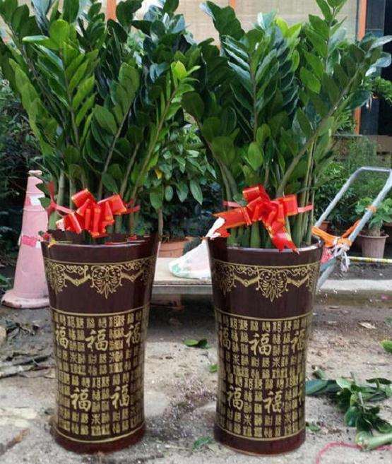 盆栽花卉土传病害怎么防控的6个技术