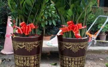 盆栽花卉土传病害怎么防控的6个技术