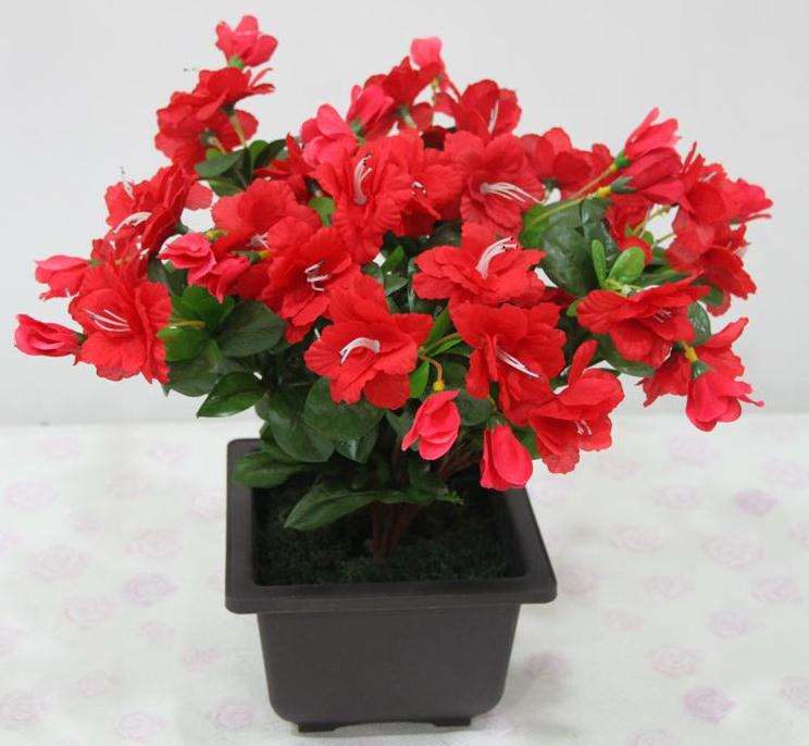 盆栽花卉土传病害怎么化学防治的方法