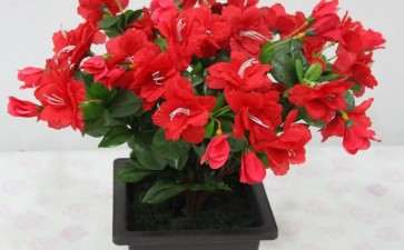 盆栽花卉土传病害怎么化学防治的方法