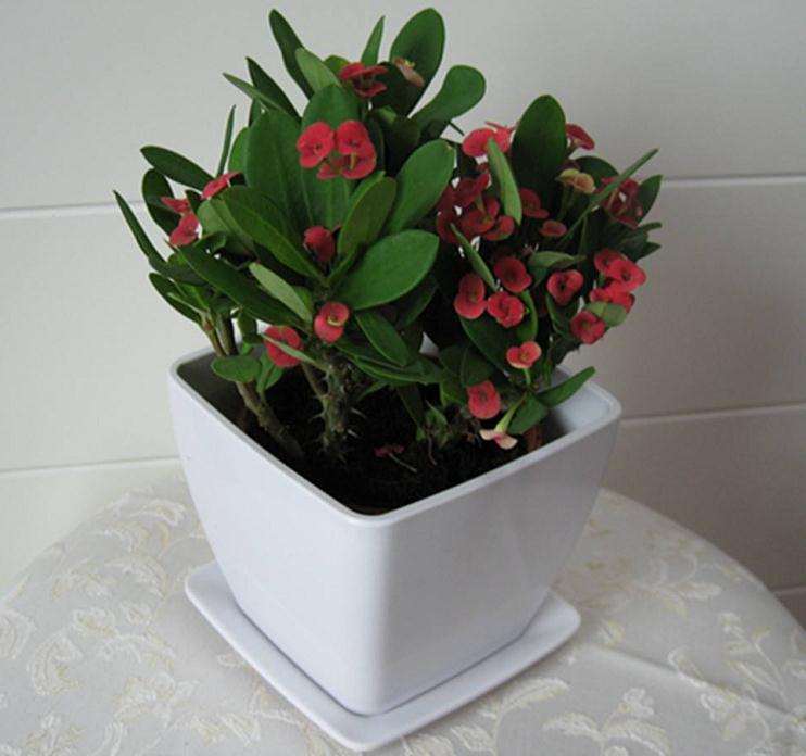 盆栽花卉土传病害怎么预防和治疗