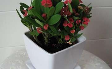 盆栽花卉土传病害怎么预防和治疗