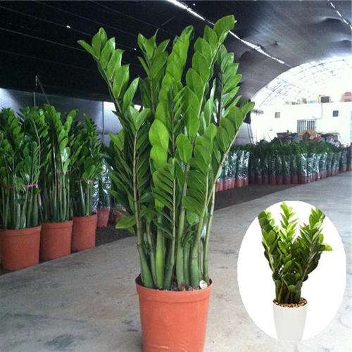 怎么利用生防菌防治盆栽花卉土传病害