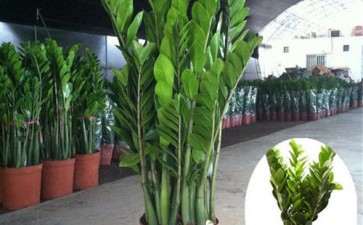 怎么利用生防菌防治盆栽花卉土传病害