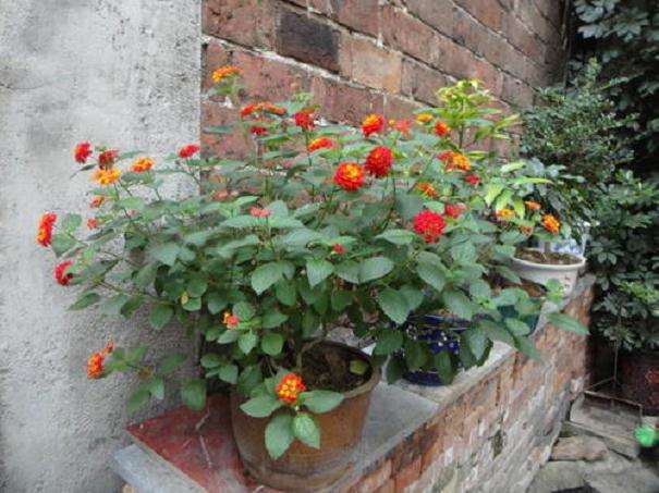 盆栽花木梅雨季节的管理